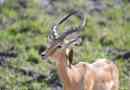 Gazelle thomson